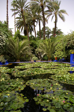 Oasis tropicale