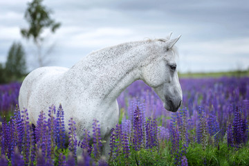 Portrait of a purebred Arabian horse standing among lupine flowers.