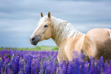 Palomino horse among lupine flowers. - obrazy, fototapety, plakaty