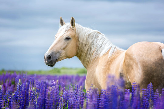 Palomino horse among lupine flowers.
