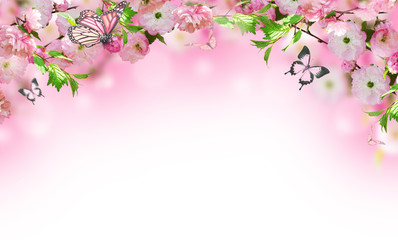 Flowers background with amazing spring sakura with butterflies. Flowers of cherries.