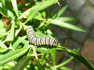 Schmetterlingsraupe des Monarchfalters