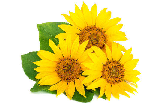Three sunflowers with leaves isolated on white background