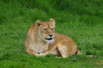 Obraz na płótnie Canvas Lionne assise dans l'herbe