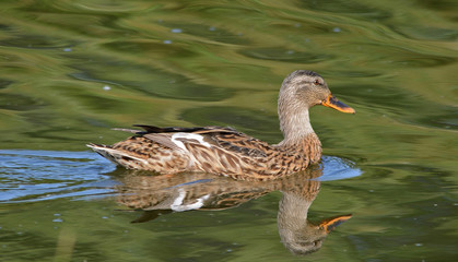 Duck Reflection