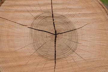 Fototapeta premium Jahresringe mit Risse im Baumstamm