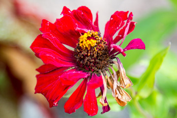 red flower with a bee