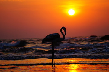 White flamingo on the sunset on the beach. Beautiful sunset under the sea.