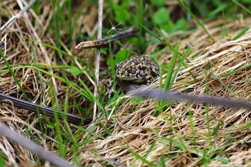 Crapaud dans les herbes