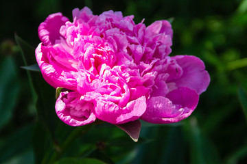 Beautiful peony flower in garden