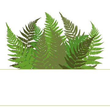 Banner with ferns. Card. Detailed image of ferns. Vector color illustration.