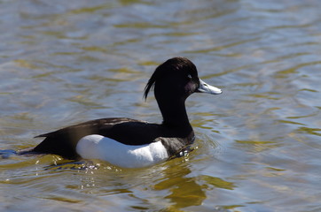 Fototapeta premium Fuligule morillon