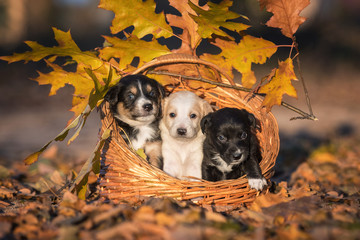 Three adorable puppies sitting in the basket in autumn