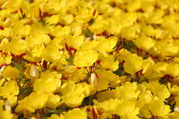 Obraz premium yellow flowers
