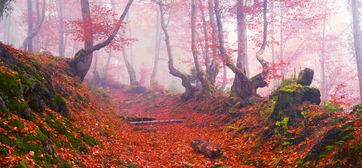Obraz premium Beech forest in autumn