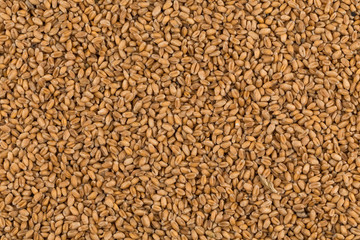 whole background of wheat grain