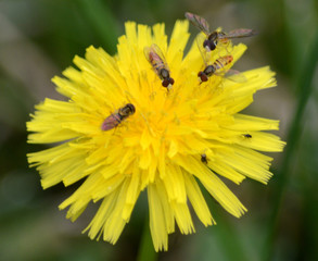 Hoverflies on Dandelion 