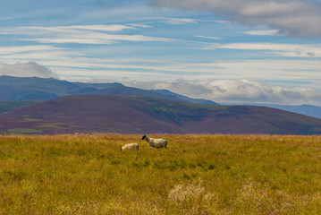 View of Cairgorms National Park