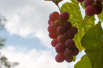 Red grape on the bush