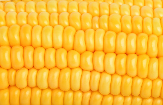 Corn texture yellow corns as background
