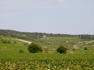 Wineyard／Beaune,France