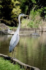 Fototapeta premium Great Blue Heron 