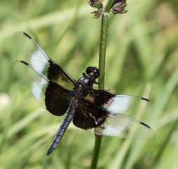Dragonfly Resting