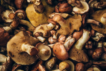 Fresh raw forest mushrooms background, pattern