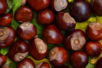Obraz premium Fall photo background chestnuts dry golden leaves 2