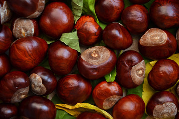Obraz premium Fall photo background chestnuts dry golden leaves 3