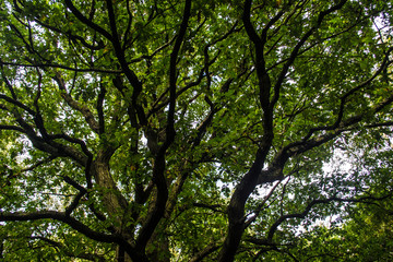 trees