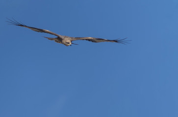 Eagle / Little eagle on blue sky flying in Australia