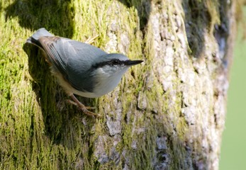 Nuthatch on a tree trunk in Sweden