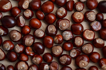 Chestnuts autumn background fall season retro photo 1