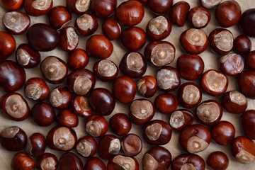 Chestnuts autumn background fall season retro photo 2