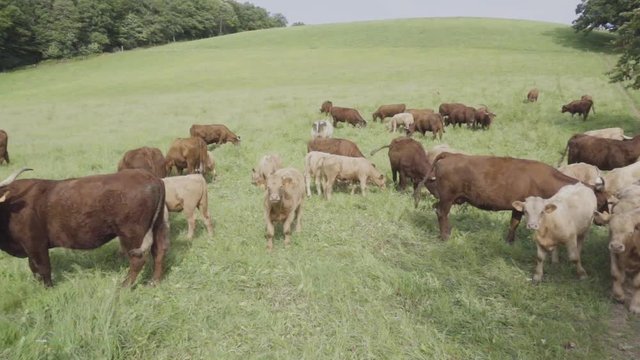 Reba&ntilde;o de vacas con sus terneros