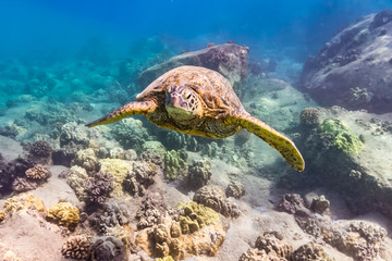 Obraz na płótnie Canvas Turtle Swimming