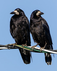 Rook (Corvus frugilegus).