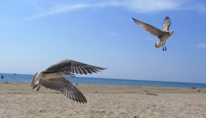 Fototapeta na wymiar White seagulls flying