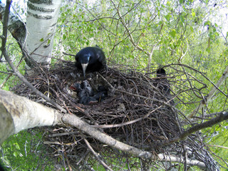 Corvus frugilegus. The nest of the Rook in nature.
