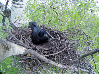 Corvus frugilegus. The nest of the Rook in nature.