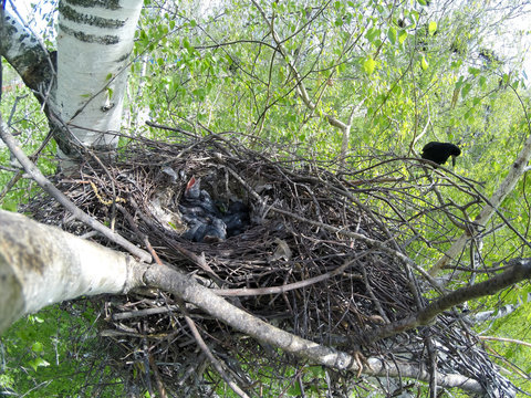 Corvus frugilegus. The nest of the Rook in nature.