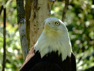bald eagle portrait