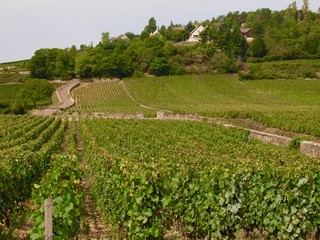 Fototapeta na wymiar Wineyard／Beaune,France