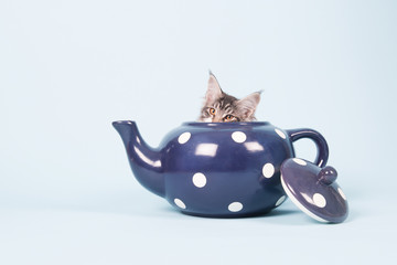 Maine coon kitten in tea pot