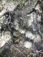 Background - the roots of a tree sticking out of sand, an abstraction.