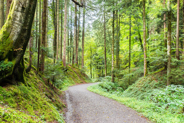 Obraz premium Känzele