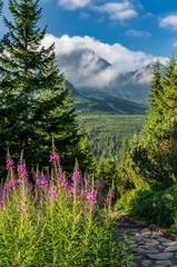 Tatra mountains, Poland landscape, tourist trail in Gasienicowa valley (Hala Gasienicowa), summer