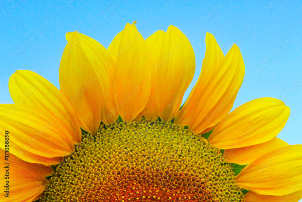 Wall mural sunflower closeup