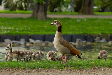 Nilgänse in Köln © Matthias